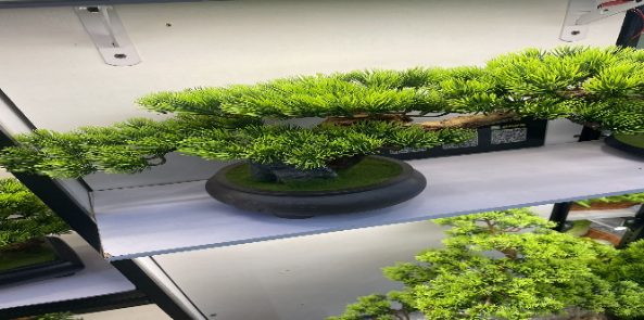 4033100044149 Decorative Trees