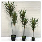 4033100044367 Decorative Trees